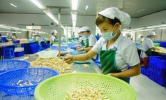 nam 2020 xuat khau hat dieu uoc dat 511 nghin tan