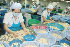 nganh che bien hat dieu chat vat vi thieu nguyen lieu