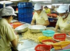 nganh dieu cung co vi the so 1 the gioi