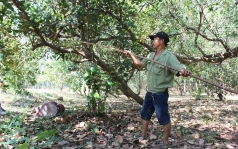 nganh dieu kho co the dat chi tieu xuat khau