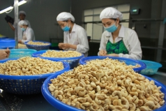 nganh dieu viet nam can tai co cau de giu vung  ngoi vuong