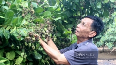 nganh dieu viet nam truoc thach thuc nguon nguyen lieu