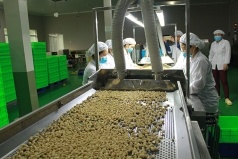 nganh dieu voi  ??bay ?? so 1 the gioi