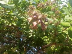 nganh nong nghiep dat nhieu muc tieu tang truong