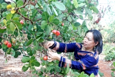 nganh nong nghiep tay nguyen don tin vui tu thi truong au   my