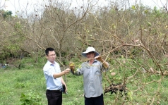 nhieu vuon cay bi bo canh cung tan cong o binh phuoc