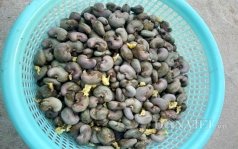 noi lo mua dieu  cong luom dieu doi tang gia   8221 bao  8221  an sang trua va    nuoc ngot