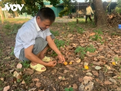 nong dan dak lak lam vao canh no nan vi dieu mat mua rot gia