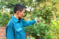nong dan   doanh nghiep bat tay lam thuong hieu hat dieu duoc khach hang my eu mua manh