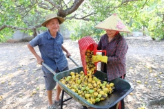 nong dan dong nai tang thu nhap nho ban trai dieu tuoi