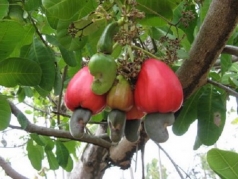 nong nghiep voi vai tro tru do trong con bao dich