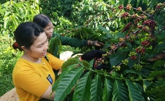 nong san tu tin chinh phuc eu