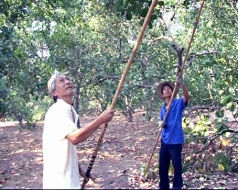 nua doi gan bo cay dieu