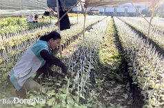 san xuat nong nghiep trong giai doan kho khan  tang loi nhuan nho giong moi
