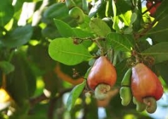 sieu thi niem yet gia tot  nganh dieu bi anh huong tu covid 19