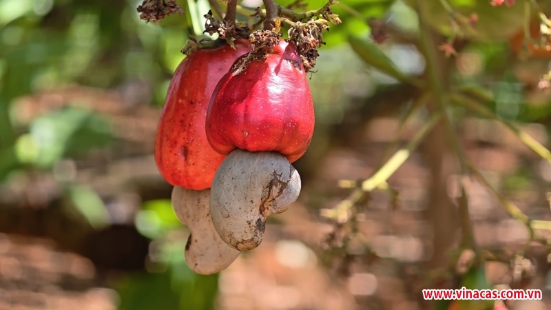 tai canh cay dieu o dong nai hoi nong dan xa bu dang giup ho can ngheo tang thu nhap tu chinh vuon cay gia coi