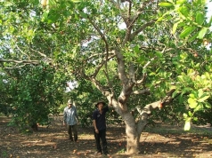 tham canh dieu nang suat cao