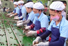 thi truong xuat khau hat dieu 11 thang dau nam 2019