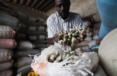 thoi ki du cung hat dieu tho da cham dut