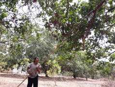 thu cay gi trai chin ro da mat mua gia ban lai giam nong dan noi nay cua binh thuan van   8221 kheu  8221