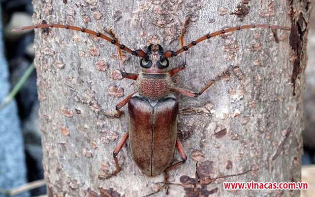 10 loài côn trùng kỳ lạ ở Việt Nam  Đài Phát Thanh và Truyền Hình Vĩnh Long