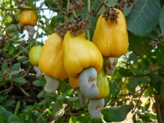 tong thu ky vinacas tham gia hoi dong tham dinh de cuong de an phat trien cay cong nghiep chu luc viet nam den nam 2030
