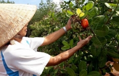 viet nam can nhieu chinh sach phat trien nong nghiep ben vung truoc bien doi khi hau