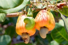 viet nam dang dung tren  ??mo vang ?? nong san nhung co qua nhieu diem nghen