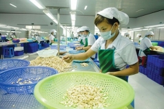 viet nam dang la nguon cung lon nhat va khong the thay the mot loai hat cho trung quoc my han quoc