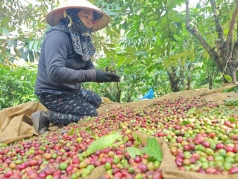 viet nam nhap khau nhieu nong san co dang lo