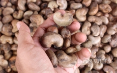 vinacas  de xuat xay dung va ban hanh quy chuan ky thuat quoc gia ve hat dieu tho