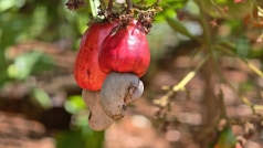 vinacas moi du hoi nghi tong ket nam ?2025 ?va trien khai thu mua 2026