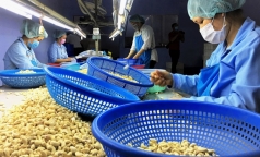 vu viec 100 container dieu xuat sang italia  nguy co van con