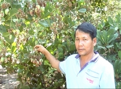 vuon dieu nang suat