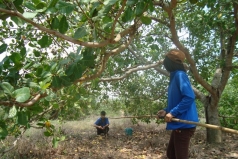 xa an vien huyen trang bom  phat trien duoc 35 hecta dieu xen ca cao