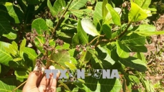 xuat hien mua trai mua dau xuan nong dan trong dieu phap phong mua vu