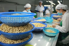 xuat khau dieu sang trung quoc tang manh