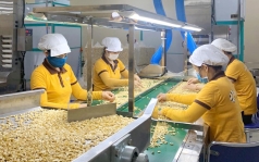 xuat khau dieu viet nam dat ky luc hon 500 ngan tan