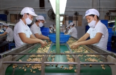 xuat khau dieu viet nam khong con le thuoc trung quoc