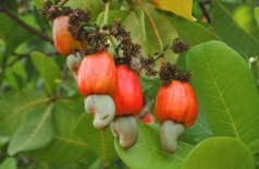 xuat khau hang nong nghiep du bao dat gan 60 ty usd ca nam
