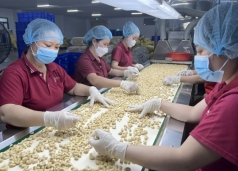 xuat khau hat dieu sang trung quoc lan dau vuot moc 1 ty usd