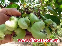 lam dong tai canh cay dieu lam dong chon 19 mau cay dieu chat luong cao de nhan giong