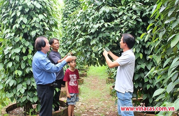 phat trien 15 000 hop tac xa hoat dong hieu qua