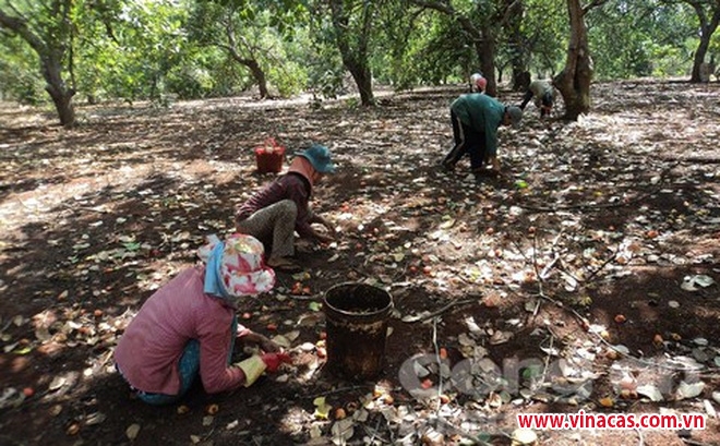 ban dieu non cam co sang nhuong dat vung dong bao dtts dien bien phuc tap