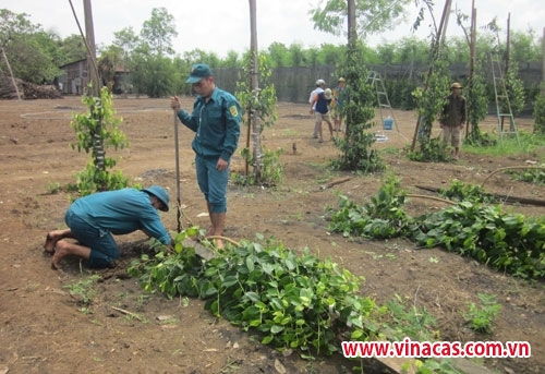 mua trai mua loc xoay de doa  ??noi com ?? cua nong dan binh phuoc