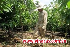 ca cao   8221 ket duyen  8221  dieu