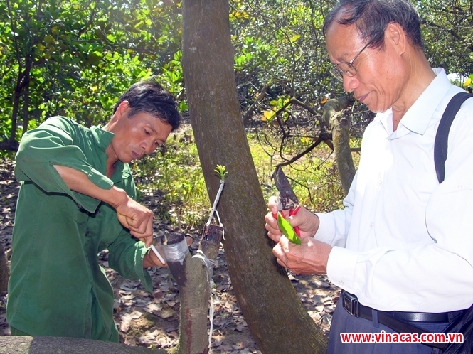 cai tao nhanh vuon dieu