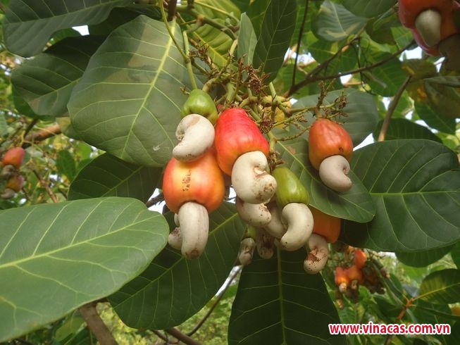 lam dong khuyen cao ba con phong tru sau benh hai dieu