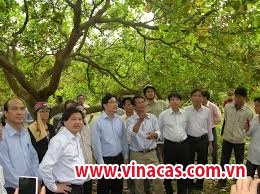 tap trung nguon luc cai tao   8221 cay 2 ty do  8221