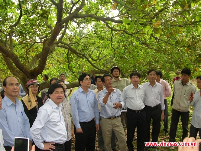 tap trung nguon luc cai tao   8221 cay 2 ty do  8221